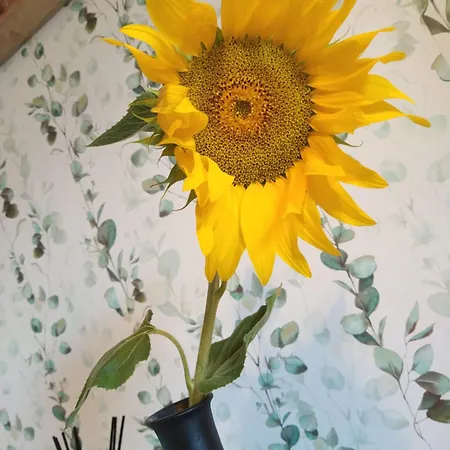 La Milana, * Orbaneja del Castillo