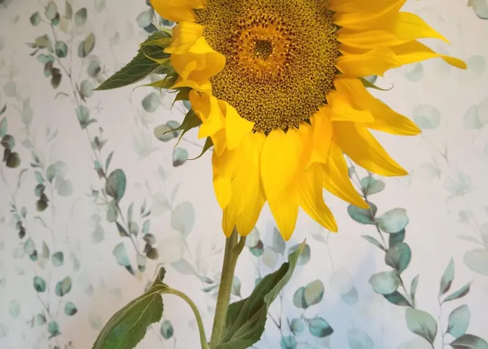 La Milana, * Orbaneja del Castillo